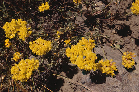 Flowers near Piute Pass - Hoover Wilderness 1995
