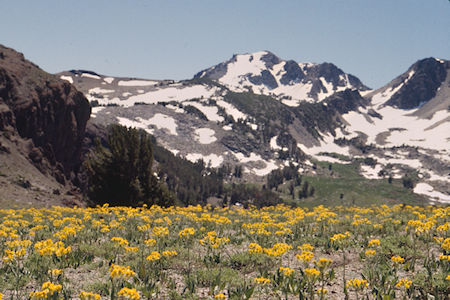 Flowers at Piute Pass looking toward Anna Lake area - Hoover Wilderness 1995