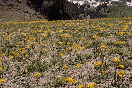 Flowers at Piute Pass - Hoover Wilderness 1995