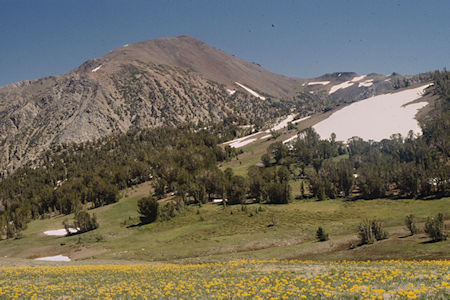 Walker Mountain and Flowers at Piute Pass - Hoover Wilderness 1995