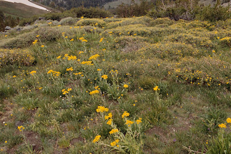Flowers on Burt Canyon side of Burt Canyon/Molybdenite Creek saddle - Hoover Wilderness 1995