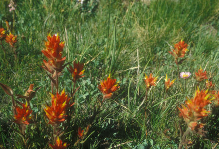 Flower near Virginia Lake - John Muir Wilderness - Jul 1981