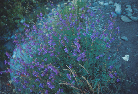 Flowers near Iron Creek - Ansel Adams Wilderness - Aug 1991
