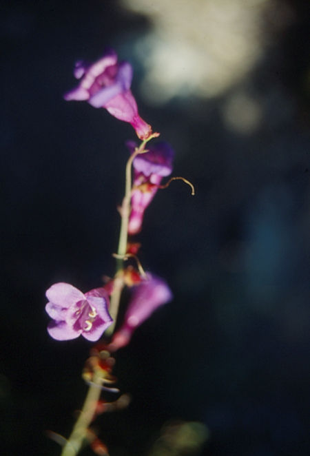 Flower on North Fork San Joaquin River - Ansel Adams Wilderness - Aug 1991