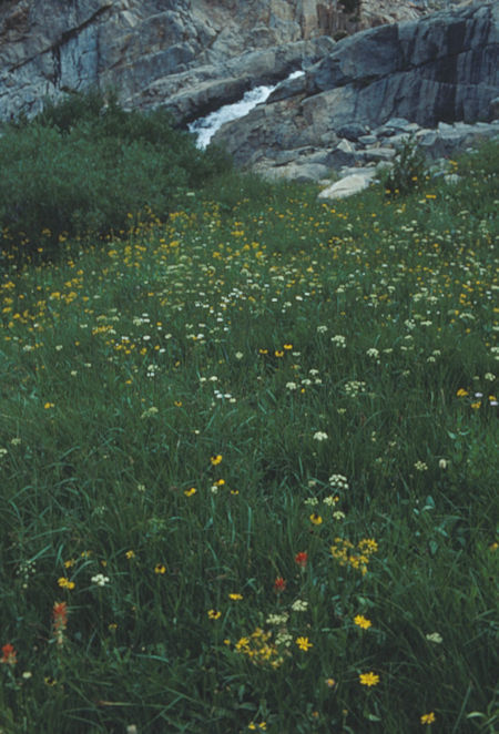 Flowers along North Fork San Joaquin River - Ansel Adams Wilderness - Aug 1991