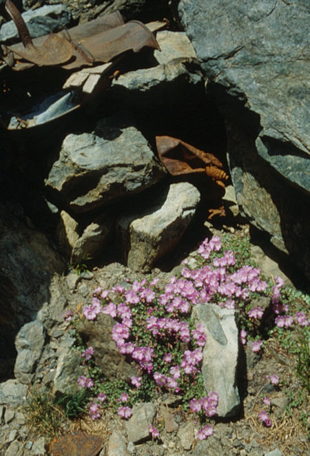 Flowers at Iron Pond on way to Iron Lake - Ansel Adams Wilderness - Aug 1992