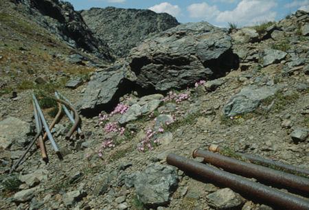 Flowers and mine pipes at Iron Pond - Ansel Adams Wilderness - Aug 1992