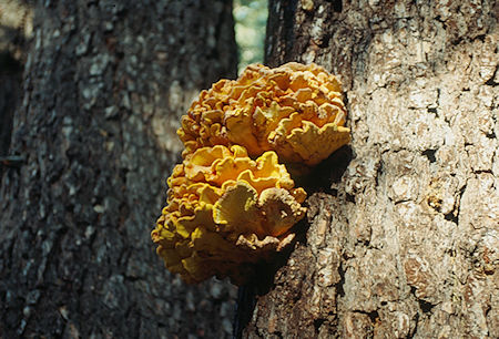 Mushroom on high trail from Cargyle Creek - Ansel Adams Wilderness - Aug 1993