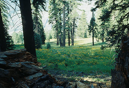 Flowers along trail to Iron Creek - Ansel Adams Wilderness - Aug 1993