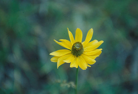 Flower along trail to Iron Creek - Ansel Adams Wilderness - Aug 1993