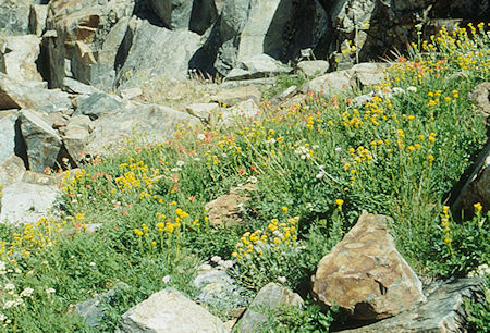 Flower garden enroute to Twin Island Lakes - Ansel Adams Wilderness - Aug 1993