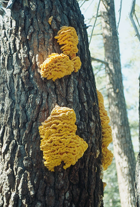 Mushrooms at Carlyle Creek camp - Ansel Adams Wilderness - Aug 1993