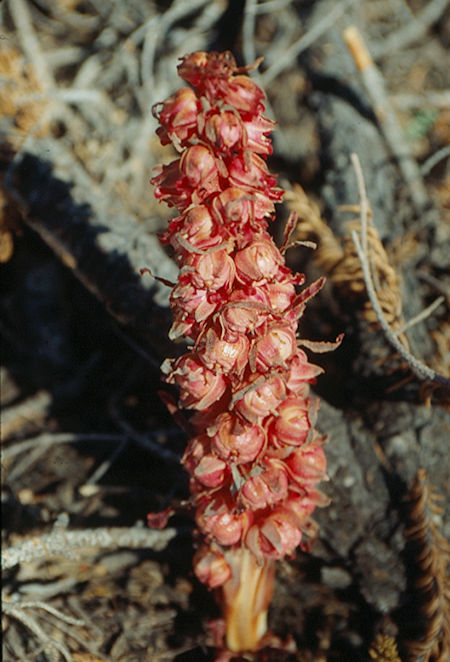 Snow plant at Carlyle Creek camp - Ansel Adams Wilderness - Aug 1993