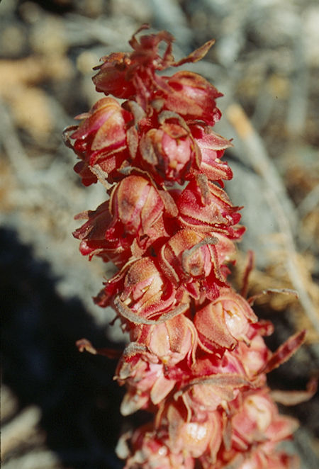 Snow plant at Carlyle Creek camp - Ansel Adams Wilderness - Aug 1993