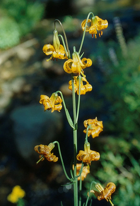 Flower at Carlyle Creek camp - Ansel Adams Wilderness - Aug 1993