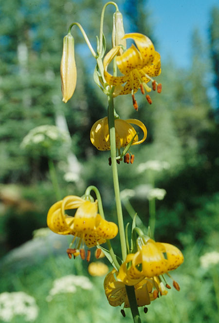 Flower at Carlyle Creek camp - Ansel Adams Wilderness - Aug 1993