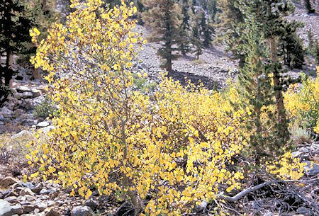Fall colors along the Bloody Canyon Trail