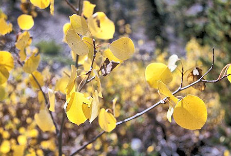 Fall colors along the Bloody Canyon Trail
