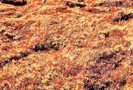 Colorful ground cover near Mono Pass