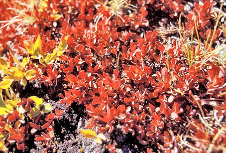 Colorful ground cover near Mono Pass