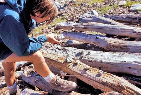 Kevin Twohey examines some "ore" samples at the mines near Mono Pass