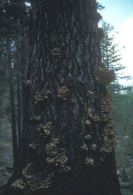 Mushroom tree - Yosemite National Park - Aug 1973