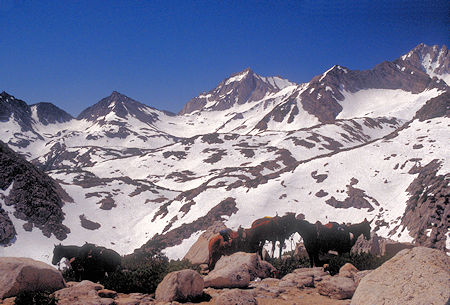 Bear Creek Spire on the skyline. Packer stock at the 'corner' on the Mono Pass trail - 1995
