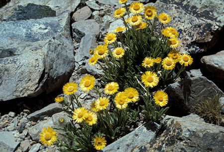 Flowers on the side of Koip Peak