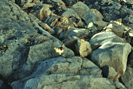 Partimgan (grouse) in center on way to Grey Butte - Yosemite National Park 1989