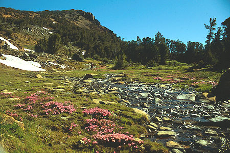 Flowers and side stream near Summit Lake outlet - Hoover Wilderness 1989