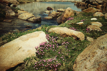 Flowers and pond below Rock Island Lake - Yosemite National Park Wilderness 1990