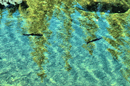 Trout in Lower Slide Canyon - Yosemite National Park 1990