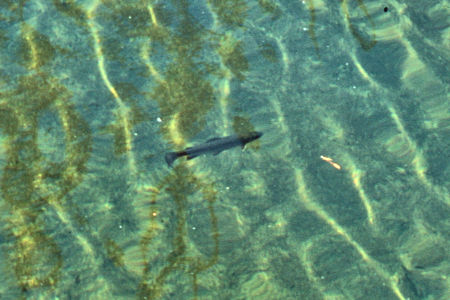 Trout in Lower Slide Canyon - Yosemite National Park 1990