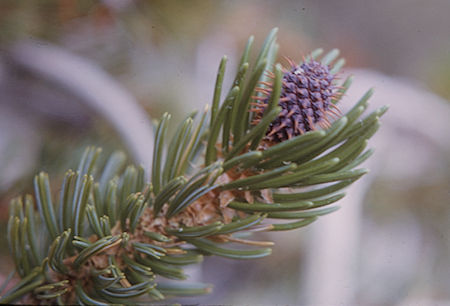 Young Bristlecone Pine cone - White Mountains - Oct 1962