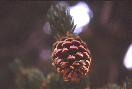 Mature Bristlecone Pine cone - White Mountains - Oct 1962