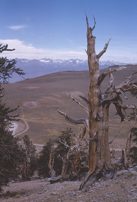 Sierra and a Bristlecone Pine - White Mountains - Oct 1962