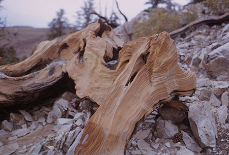 Wind carved Bristecone Pine - White Mountains - Oct 1962