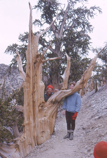 Bristlecone Pine on Methuselah Trail - White Mountains - Oct 1962