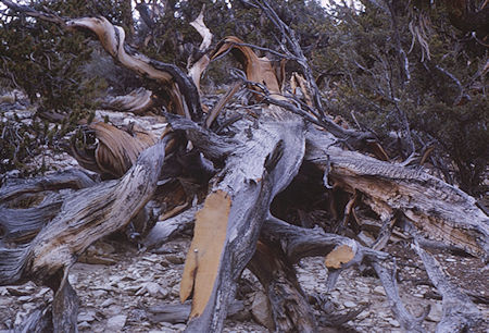 Thumb Tack at Birth of Christ on Bristlecone Pine 1000BC to 650AD - White Mountains - Oct 1962
