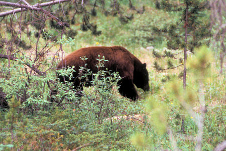 Black Bear, Banff National Park, Alberta