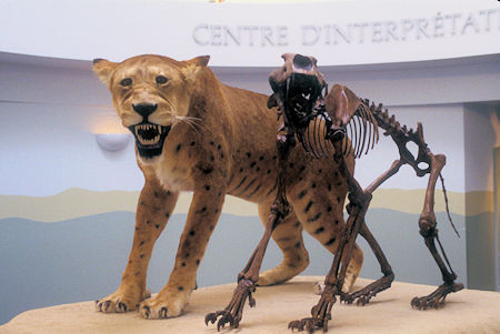Scimitar Cat exhibit, Beringia Museum, Whitehorse, Yukon Territory