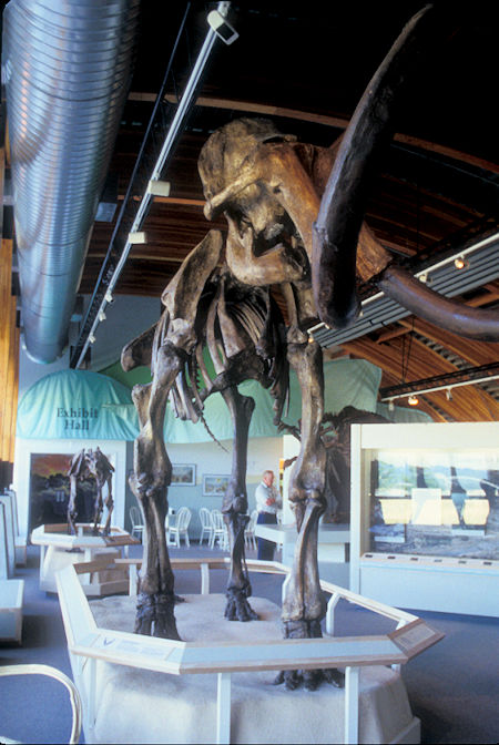 Wooly Mammoth exhibit, Beringia Museum, Whitehorse, Yukon Territory