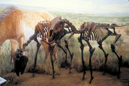 Wild Horse exhibit, Beringia Museum, Whitehorse, Yukon Territory