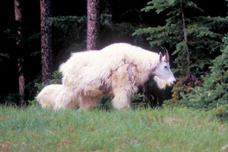 Mountain Goat, Jasper National Park, Alberta