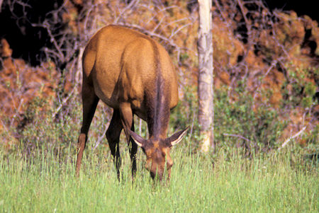 Elk, Jasper National Park, Alberta
