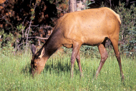Elk, Jasper National Park, Alberta