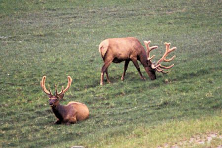 Elk at Medicine Lake, Jasper National Park, Alberta