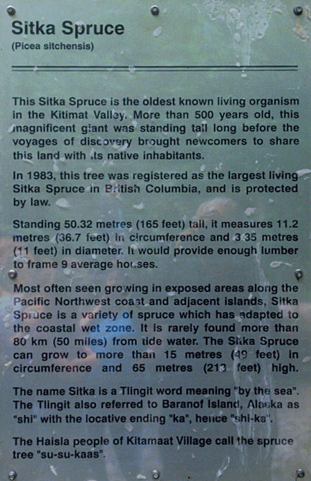500 year old Sitka Spruce sign, Kitmat, British Columbia