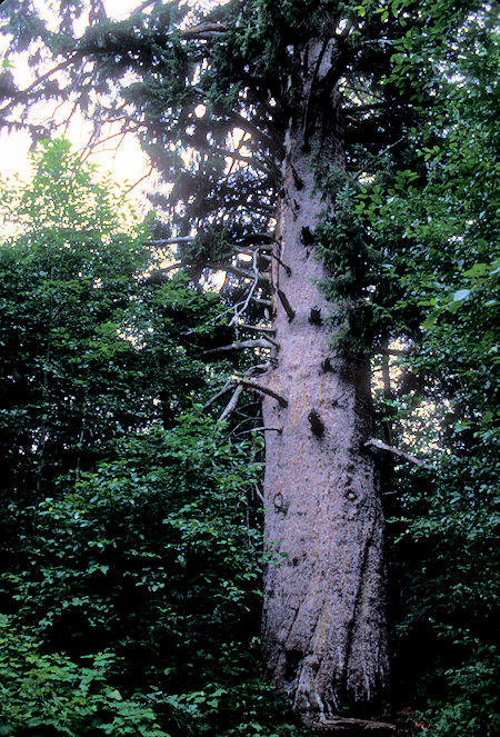 500 year old Sitka Spruce, Kitmat, British Columbia