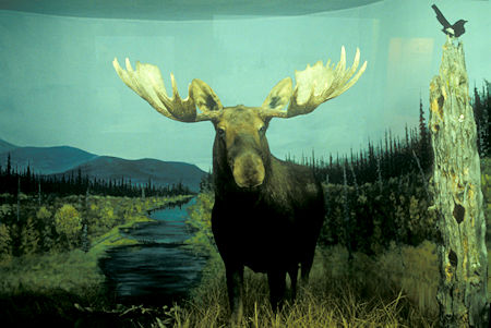 Kluane History Museum Exhibit, Burwash Landing, Yukon Territory